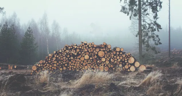 Holzstämme im Wald