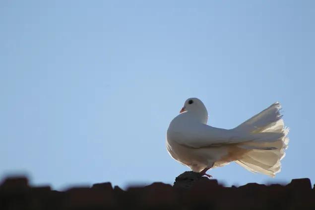 屋根の上の白い鳩