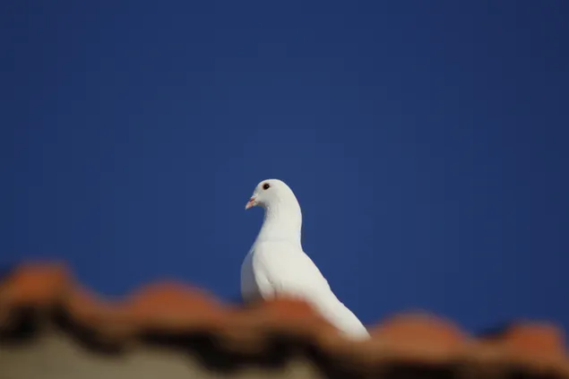 屋根の上の白い鳩 ダウンロード