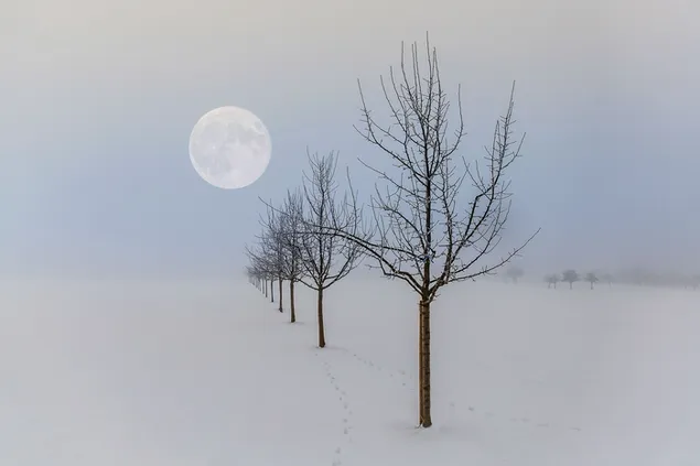 霧の空に満月の光が差し込む木々の列の眺め
