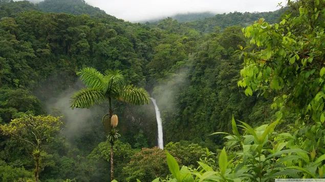 霧の空の景色と自然な緑の色で森を流れる滝と素晴らしい緑の植物