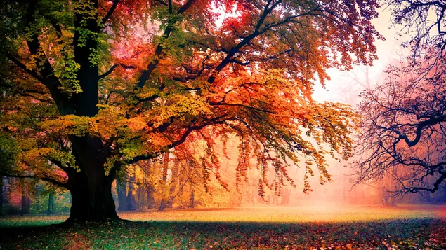 霧深い秋の公園の木