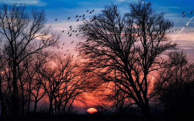 夕日の木のシルエット