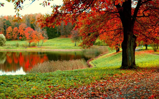 小さな池の近くの秋の木