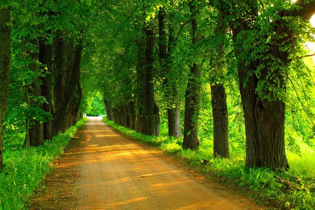 小さな森の土の道