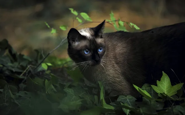 葉の間を歩く青い目のシャム猫