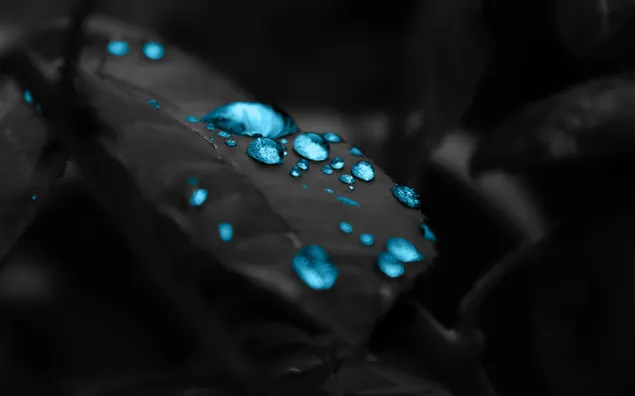 葉の青い滴