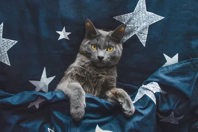 星模様の枕と星空の羽毛布団で寝る準備をしている灰色と黄色のかわいい猫