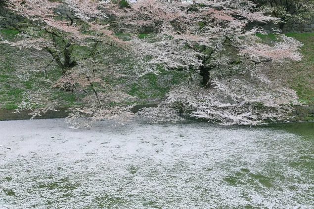 雪に覆われた木