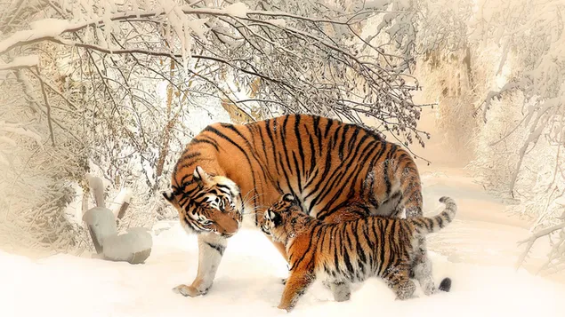 雪に覆われた木の枝の間で雪の地面で母親と遊ぶ赤ちゃんトラ