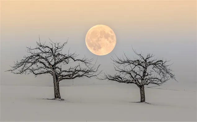 雪の降る2本の木の真ん中に壮大な景色を望む月