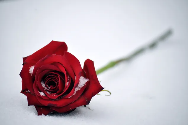 雪の中で赤いバラ