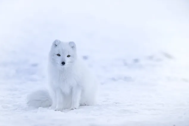 雪の中の白い赤ちゃんキツネ ダウンロード