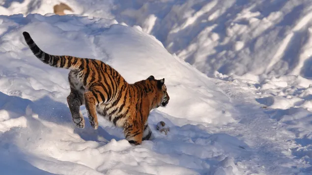 雪の中の虎