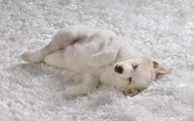 雪の子犬のベッド