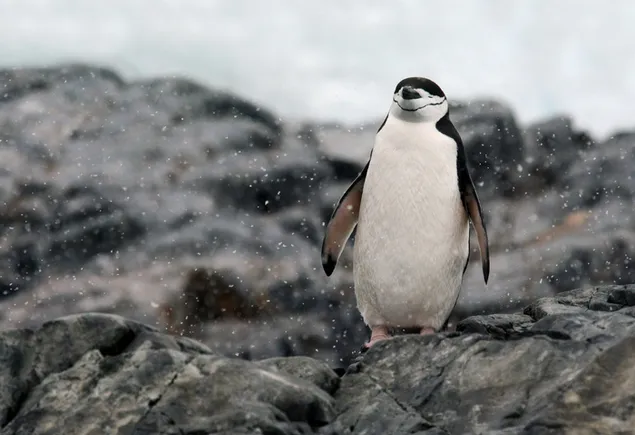 岩の上で写真を撮られていることを知っているかのようにポーズをとるかわいいペンギン