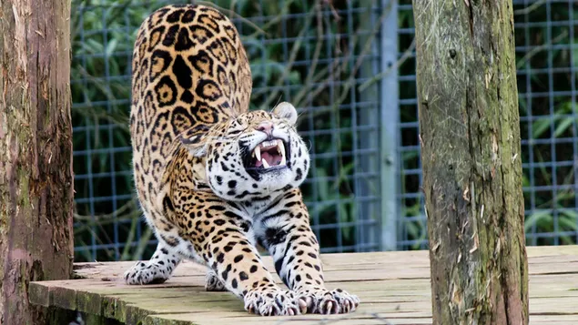 あくびヒョウ 2K 壁紙