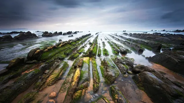 野外で海辺の石に形成された藻類 ダウンロード