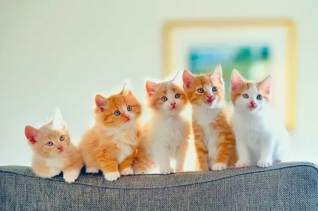 Gatos atigrados gatito amarillo y blanco en el sofá