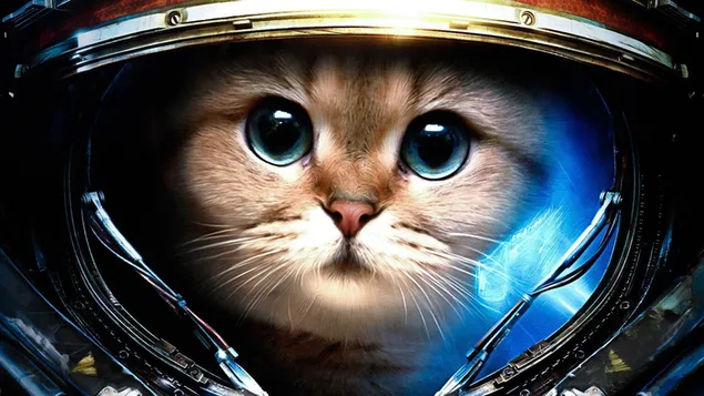 Gato astronauta amarillo con ojos verdes HD fondo de pantalla