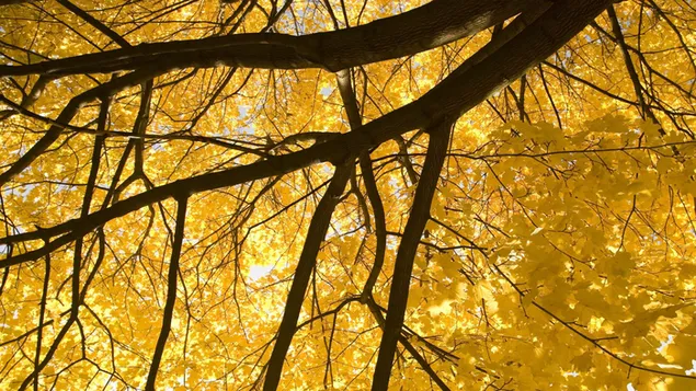 黄色い秋の木 HD 壁紙