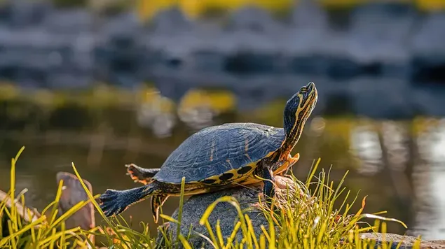 Gelbbauchschildkröte