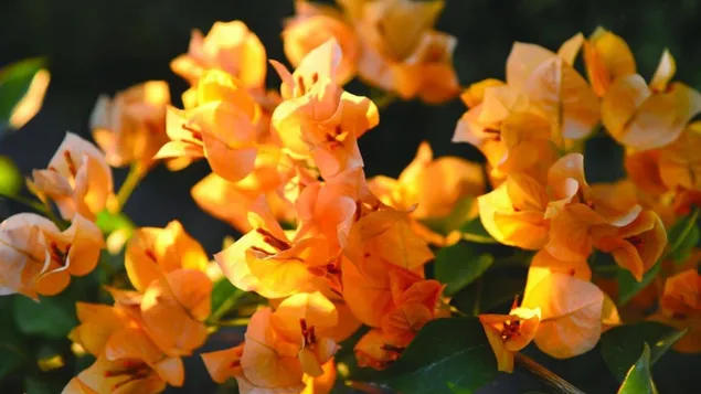 Gelbe Bougainvillea, Frühlingsblüte herunterladen