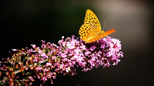 Gelber Schmetterling in einer rosa Blume herunterladen