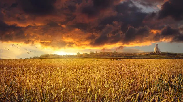 黃色莊稼領域 HD 壁紙