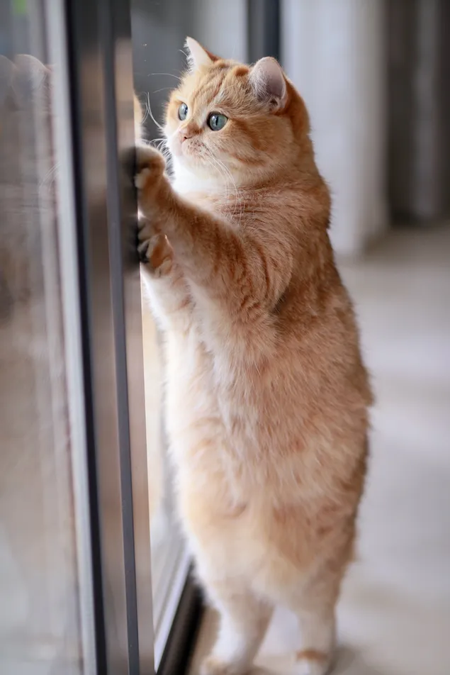 Lindo gato amarillo mirando por la ventana 2K fondo de pantalla