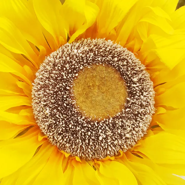 sari nergis cicegi indir