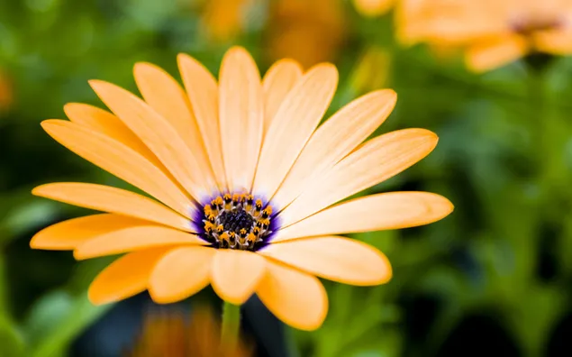 Gelbe Gänseblümchen-Blume aus nächster Nähe