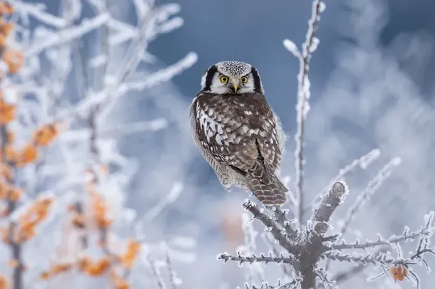 Gelbäugige Eule auf Ast im schneebedeckten Feld im Winter 4K Hintergrundbild