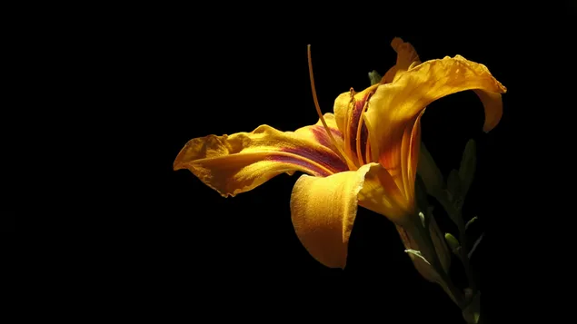 gelbe Blume vor schwarzem Hintergrund herunterladen