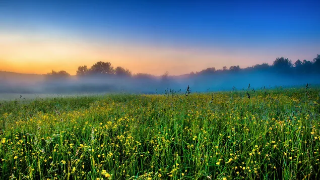 Fushë me lule të verdha HD sfond