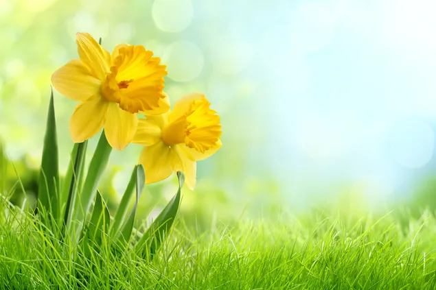 Yellow Flower download