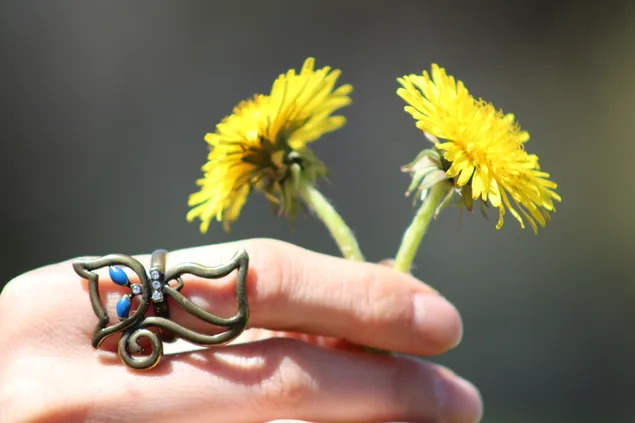 Yellow flowers and cat ring