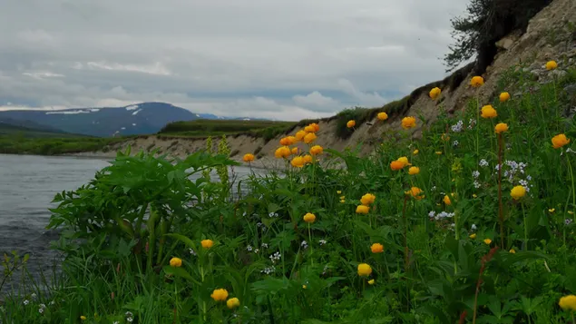 Geltonos gėlės žalumoje HD ekrano užsklanda