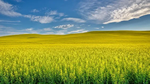 Yellow plant field stretching into cloudy sky download