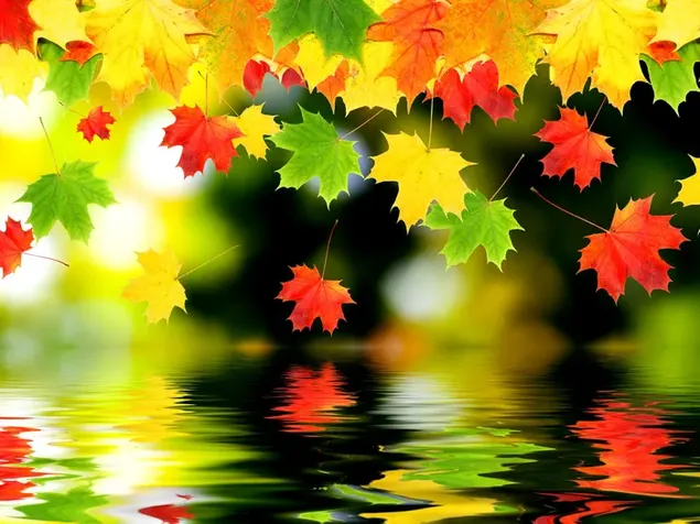 Daun musim gugur kuning, merah, hijau tercermin di air danau 2K wallpaper