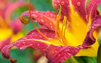 amarillo rojo gota de agua lirio 4K fondo de pantalla