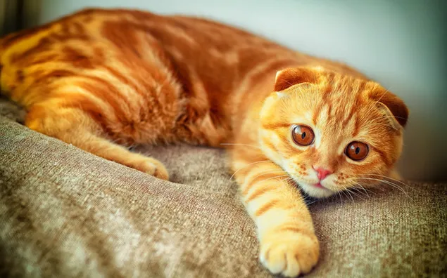 Gato amarillo scottish fold curioso posando descargar