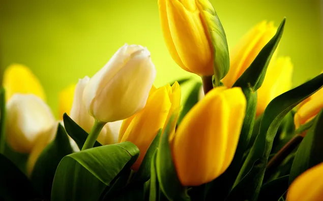 Gelbe Tulpen blühen 2K Hintergrundbild
