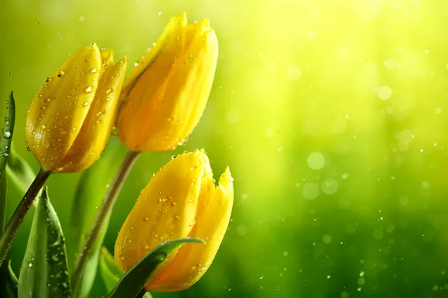 Hoa tulip vàng tải xuống