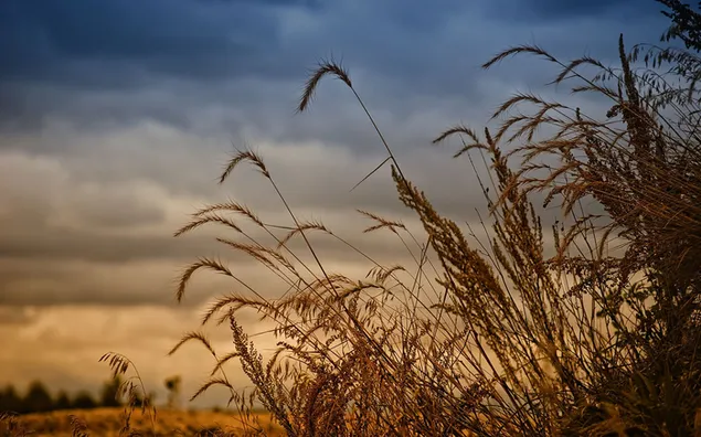 cultivos de trigo amarillo fotografiados claramente con un cielo nublado cubierto descargar