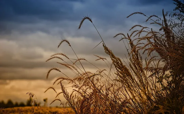 Cultivos de trigo amarillo fotografiados claramente con un cielo nublado cubierto