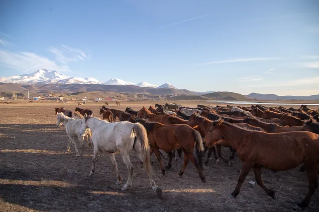 アナトリアのユルク馬 4K 壁紙