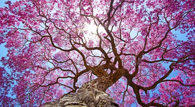 桜の木の天蓋