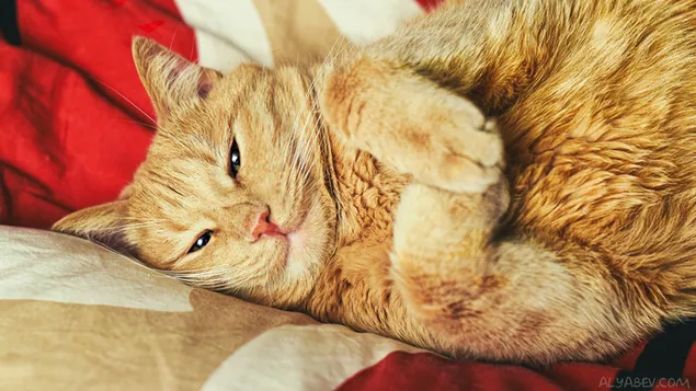 Anda ingin berpelukan? 4K wallpaper