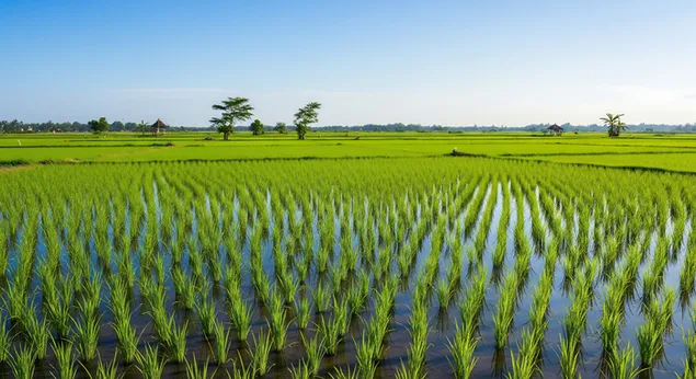 Bi Kong Ru Xi ,Shui Dao You Miao Dao Ying Zai Shui Tian Zhong ,Mian Yan Yu Xiang Cun Tian Ye ,Xiang Zheng Zhao Zi Ran Sheng Chang Yu Zhu Jing Xiang He .  Xia Zai
